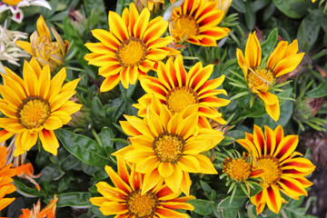 various yellow flowers on a sunny day