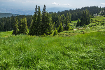 Summer Landscape of Vitosha Mountain, Bulgaria