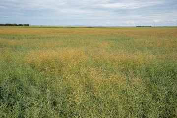 Canola crop ripening for harvest