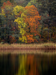 A tree by the water is changing color as autumn arrives