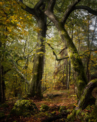 Two tall trees form an arch in a beautiful autumn forest - obrazy, fototapety, plakaty