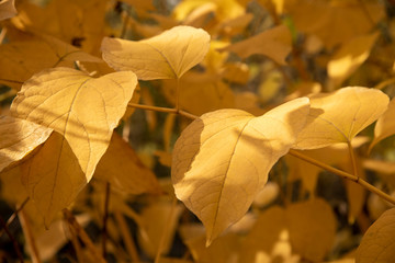 Obraz premium Background of yellow leaves illuminated by the sun.