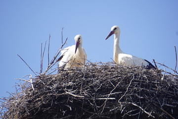 two storks in nest