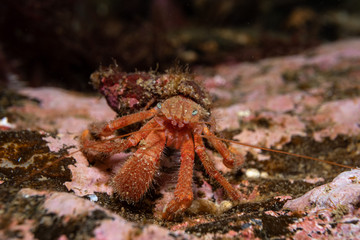 hermit crab on the rock underwater