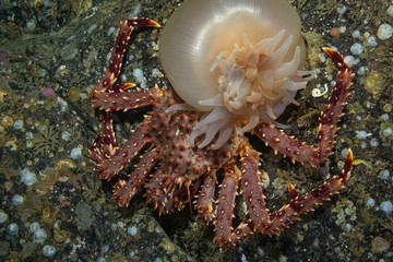 young crab on a rock underwater between sea anemone © Dmitri Portnov