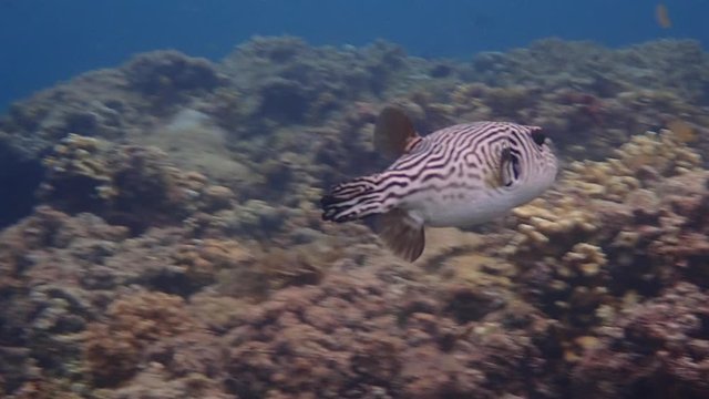 Adult narrow-lined puffer fish (Arothron manilensis) swimming in a coral reef, slow motion.