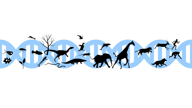 Set of animals icons vector design.  Animals icon collection. Evolution illustration