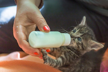 Little gray kitten drinks milk from a bottle. Feeding kittens without a nursing cat. Kittens on artificial feeding.