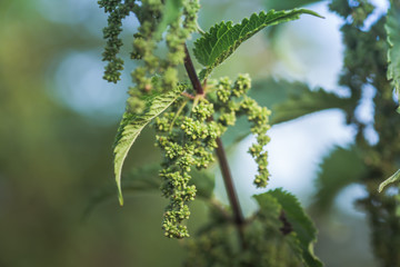 Nettle flowers and buds close-up. Summer flowering of medicinal plants. Huge nettle bush. Collection of healing herbs.