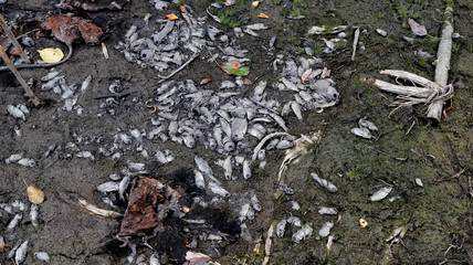 Dead fish in a dried pond