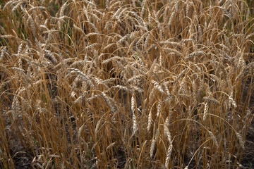 Close up of ripe wheat heads in a farmers field