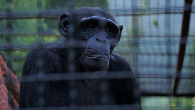 Portrait of a sad chimpanzee behind bars of a zoo cage. Wildlife protection concept.