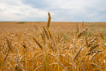 Close up of ripe wheat herads in a farmers field