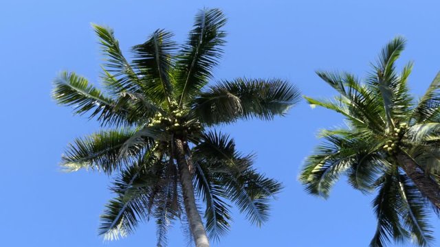 Coconut at Tree with blue sky background