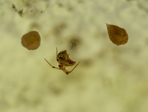 Eine Spinne bewacht ihre Kokons 