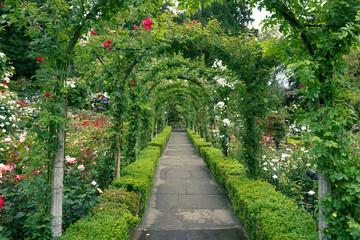 A path through the rose garden at Butchart Gardens