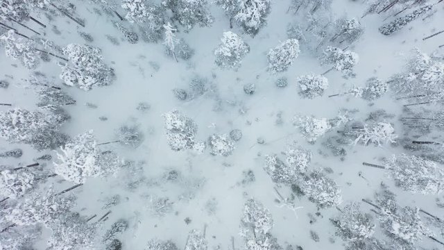 Zoom Out Flying Above Frozen Forest Under Snow. High Angle Aerial View. Northern Karelia, Russia, Paanajärvi