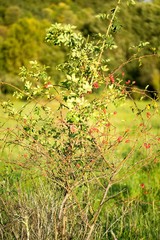 Rose hip tea, photo for red abstract background with healthy nutrition.