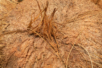 coconut farm in Thailand, close up of coconut shell