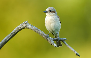 Red backed Shrike (Lanius collurio)