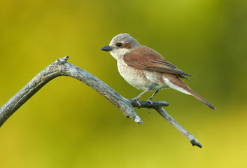 Red backed Shrike (Lanius collurio)