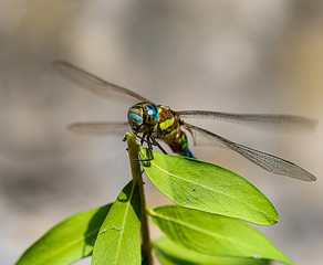 Eine Libelle sitzt auf einem Ast