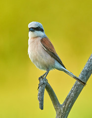 Red backed Shrike (Lanius collurio)