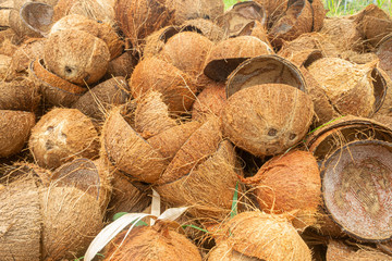 coconut farm in Thailand, close up of coconut shell