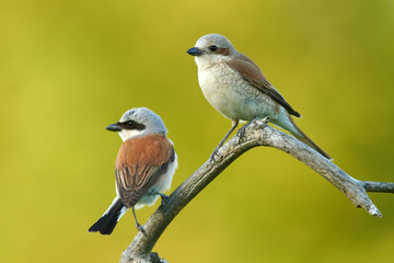 Red backed Shrike (Lanius collurio)