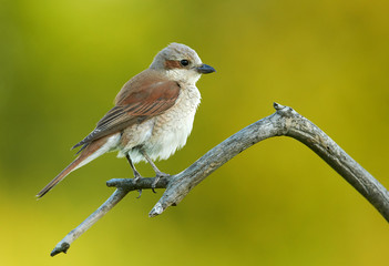 Red backed Shrike (Lanius collurio)