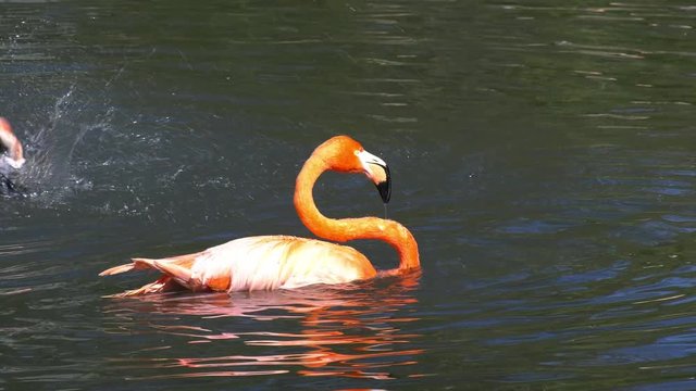 Flamingo schwimmt im Wasser