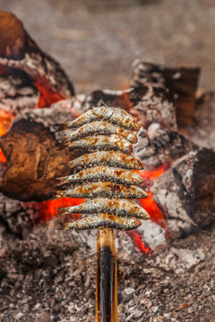 sardines skewed, Spain