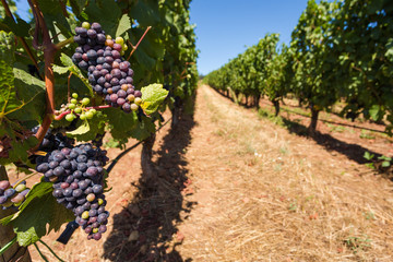 Fototapeta na wymiar Red wine grapes growing on rows of vines at a Willamette Valley winery.
