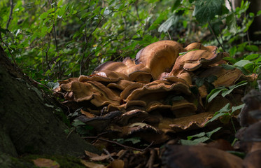beautiful big mushroom grown under a tree
