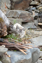 cat sunbathing next to lots of wood in the street