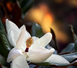 white magnolia flower closeup with a glowing multicolored background