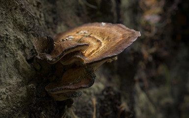 brown mushroom growing on a tree