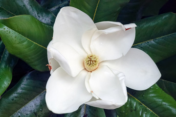 white magnolia flower closeup with dark green leaf background