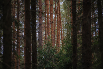 wald