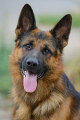 Portrait of a beautiful German shepherd