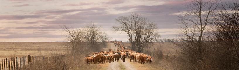 Herd of livestock being moved from one pasture to another on a dirt road on the beef cattle ranch