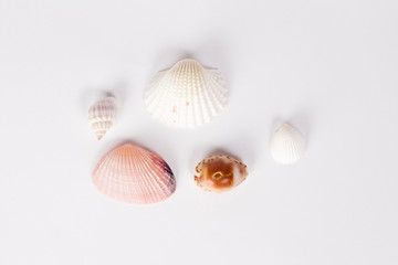 shells on white background