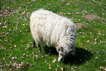 one sheep