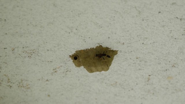 Eine Lehmwespe setzt ihre Larven in den selbstgebauten Kokon