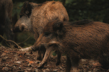 wildschwein