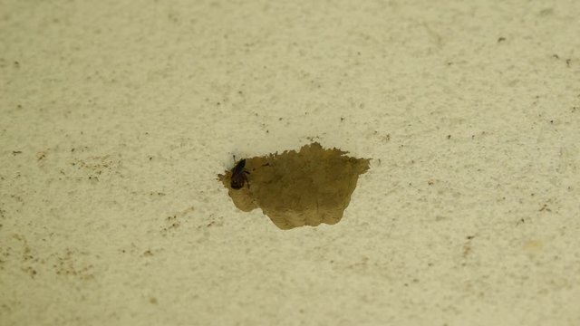 Eine Lehmwespe setzt ihre Larven in den selbstgebauten Kokon