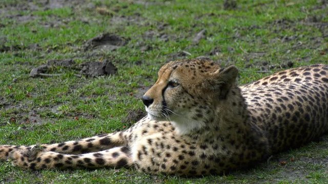 Gepard liegt im Gras und schaut sich um - Nahaufnahme