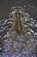Large menacing nile crocodile from above creating a wake moving through the water with its back and scales exposed in the Letaba River in Kruger National Park