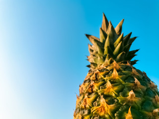 pineapple bottom view blue sky