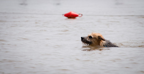 Perro en el agua